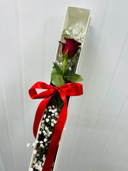 Single rose