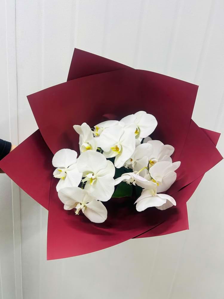 Orchid Dream