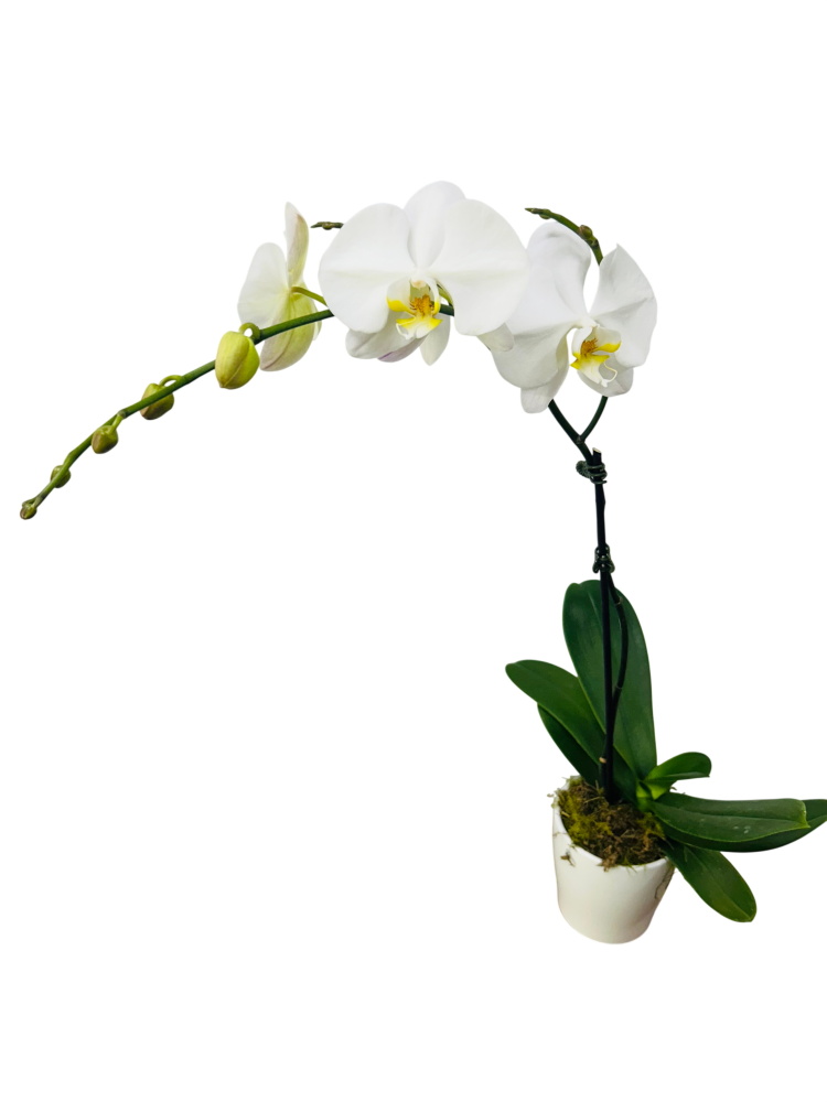 Orchid Plant