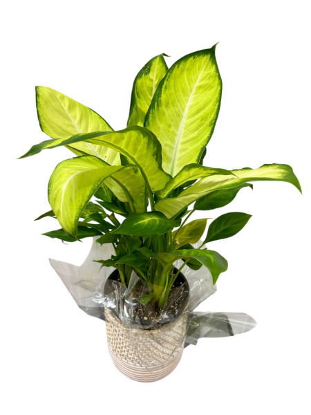 Dieffenbachia Tropic Marianne