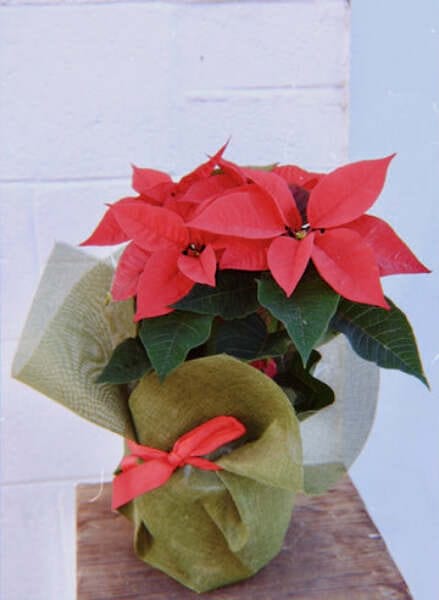 Poinsettia - Nov - Dec Only