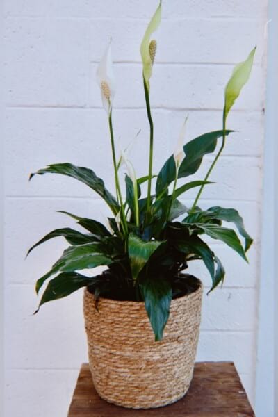 Peace Lily