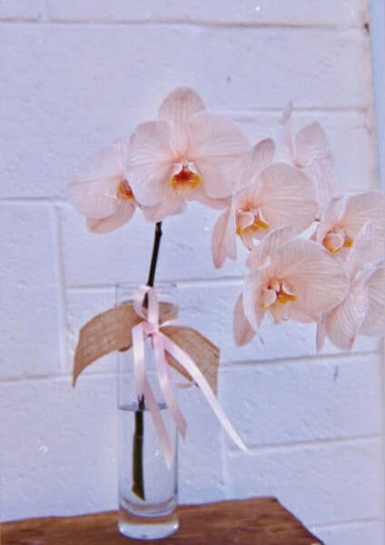 Orchid in Vase