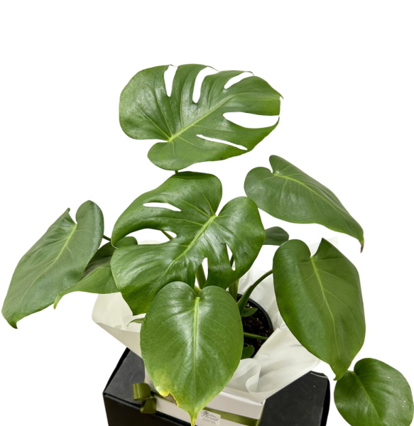 Monstera Deliciosa